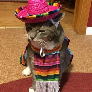 😐 gatto, sombrero, animale domestico, animale, carino, messicano, festa, colorato telegram sticker