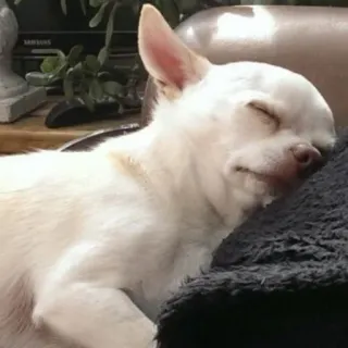 😴 Hund, Tier, Chihuahua, Haustier, schlafend, süß whatsapp sticker