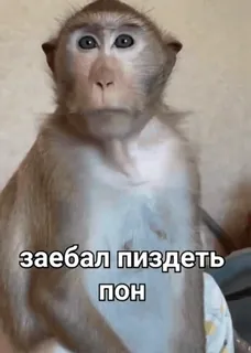 🐒 заебал пиздеть
пон 猿, 攻撃的, ロシア語, 罵り, 悪態 whatsapp sticker