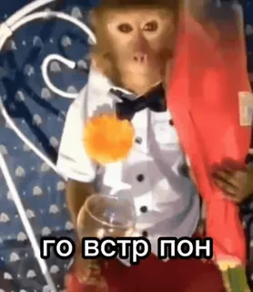 🌹 ГО ВСТР ПОН monkey, tuxedo, drink, cocktail telegram sticker