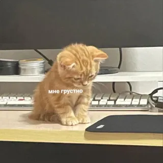 🤍 мне грустно gato, triste, gatinho, meme, fofo, gato laranja, animal telegram sticker