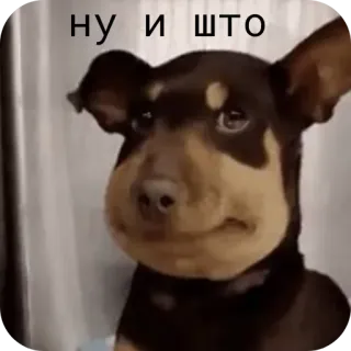 🐶 ну и что 狗, 表情包, 动物, 搞笑, 宠物 telegram sticker