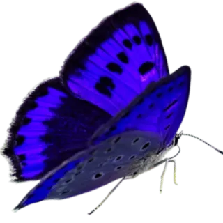 🦋 vlinder, blauw, insect, natuur, levendig telegram sticker
