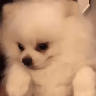 🤩 hond, puppy, wit, fluffy, schattig, dwergkees telegram sticker
