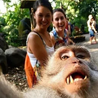 🐒 singe, animaux, nature, faune, selfie, drôle telegram sticker