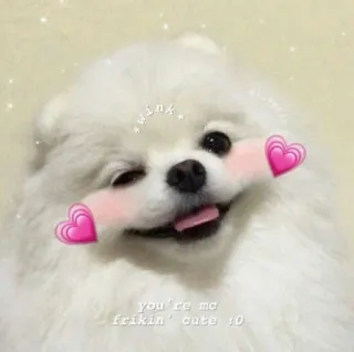 😍 you're mc frikin' cute :0 perro, lindo, cachorro, corazón, guiño, esponjoso, adorable telegram sticker