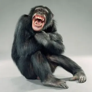 🐒 chimpanzé, singe, primate, rire, animal telegram sticker