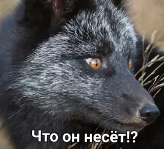 😣 Что он несёт!? raposa, animal, meme, raposa prateada, fofo, engraçado telegram sticker