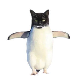 😎 cat, penguin, animal, hybrid, funny, cute telegram sticker