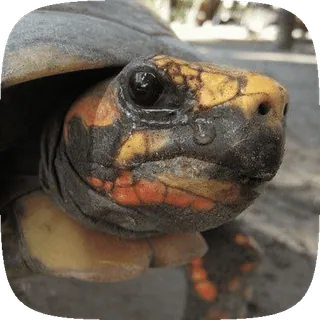 🌟 kura-kura, reptil, hewan, satwa liar, chelonian whatsapp sticker