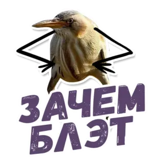 🧐 Зачем блэът 鸟, 搞笑, 贴纸, 表情包 telegram sticker
