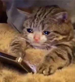 😿 traurig, Katze, weinend, Tier, Meme telegram sticker