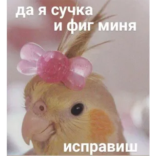 😉 да я сучка и фиг миня исправиш papuga, obraźliwe, mem, ptak, humor telegram sticker