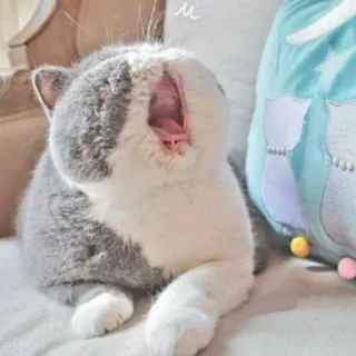 😩 Katze, Gähnen, Haustier, Haustier, grau-weiße Katze telegram sticker