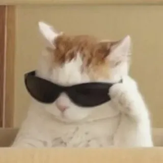 😎 gato, gafas de sol, guay, animal, mascota, meme telegram sticker