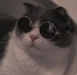 😎 кот, солнцезащитные очки, животное, питомец, крутой, домашний кот, млекопитающее telegram sticker