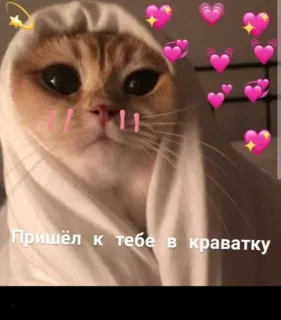 🙂 Пришёл к тебе в кроватку Katze, Herzen, süß, Tier telegram sticker