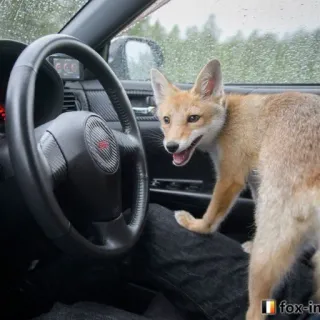 🦊 fox-in whatsapp sticker