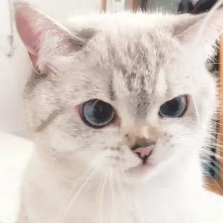 😠 gato, lindo, animal, mascota, gatito, felino whatsapp sticker