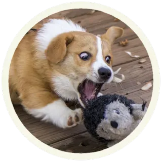 😡 собака, корги, животное, питомец, игрушка, милый whatsapp sticker