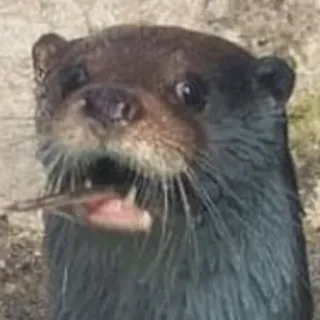 😳 otter, animal, wildlife, cute, mammal telegram sticker