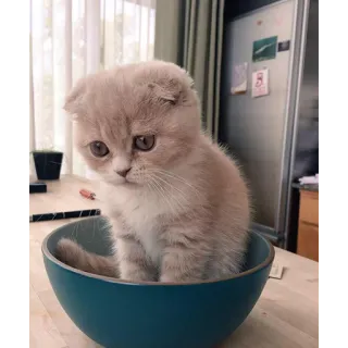 😏 gato, gatito, lindo, tazón, scottish fold, mascota telegram sticker