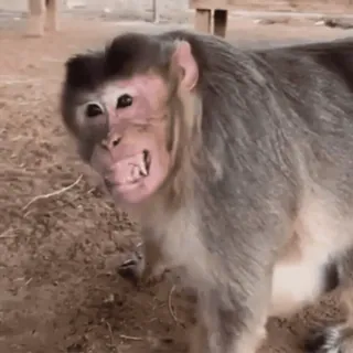 😡 monkey, animal, wildlife, primate, funny whatsapp sticker