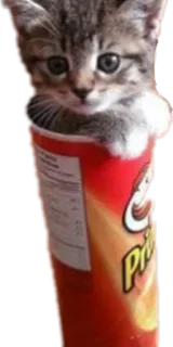 😐 猫, 小猫, 品客, 零食, 可爱, 动物 telegram sticker