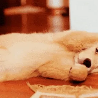 💤 dog, cute, pet, animal, lying down telegram sticker