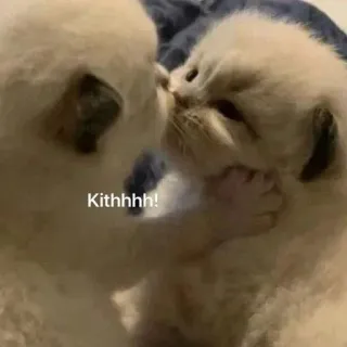💓 Kithhhh! gattini, gatti, animali, carino, baci telegram sticker