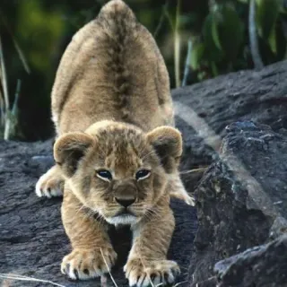 🦁 cachorro de león, animal, gato, fauna telegram sticker