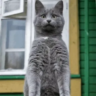 ⚡️ gato, gato gris, azul ruso, animal doméstico, mascota, animal telegram sticker
