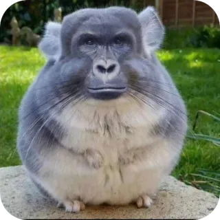 🐾 Chinchilla, Singe, Animal hybride, Drôle, Animal, Mammifère telegram sticker