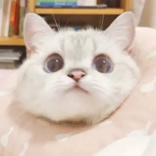 🌷 猫, 可爱, 小猫, 宠物, 动物, 家养, 猫科动物, 眼睛 telegram sticker