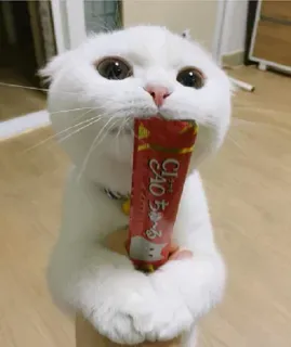 🦁 CIAO ちゅ～る gato, animal de estimação, animal, CIAO Churu, petisco para gato, fofo telegram sticker