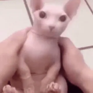 🐈 gatto, sphynx, senza pelo, animale domestico, animale, carino telegram sticker