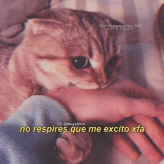 🥵 gatitos para conquistar a tu crush
@drugs2love
no respires que me excito xfa cat, kitten, pet, cute, love, animals telegram sticker