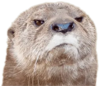 😠 lontra, animale, meme, divertente, scontroso, carino, fauna selvatica whatsapp sticker