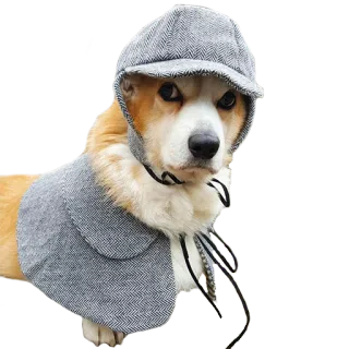 Corguage telegram stickers