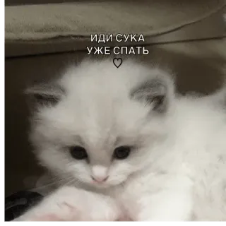 😗 ИДИ СУКА УЖЕ СПАТЬ kucing, anak kucing, lucu, tidur, menyinggung whatsapp sticker