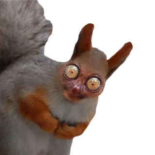 😧 squirrel, animal, eyes telegram sticker