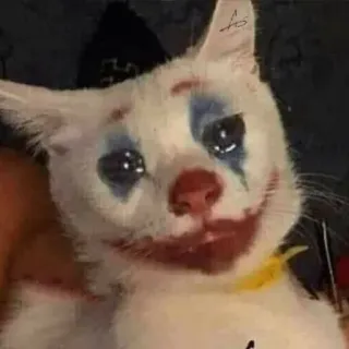 🤡 Joker Katze, Joker, Clown, Make-up, Tier, Haustier, Traurig whatsapp sticker