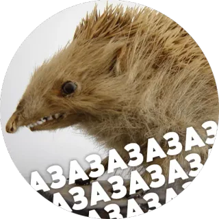 😂 азазазазаза hérisson, animal, drôle, mème telegram sticker