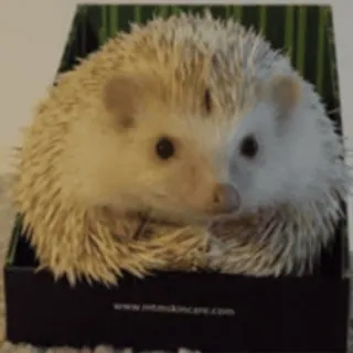🦔 ёж, животное, милый, питомец, маленький telegram sticker