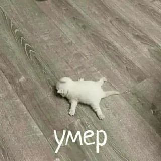 😣 умер ลูกแมว, แมว, ตาย, กำลังหลับ, สัตว์, รัสเซีย telegram sticker