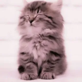 🗯 chat, chaton, mignon, animal, animal de compagnie, doux telegram sticker