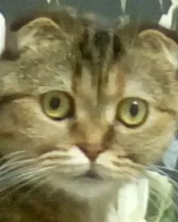 😨 gato, animal de estimação, animal, felino, gato doméstico telegram sticker