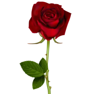 🌟 roos, bloem, rood, plant, natuur, valentijn, liefde telegram sticker