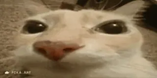 🎈 Katze, Tier, Haustier, Meme, Lustig, Süß telegram sticker
