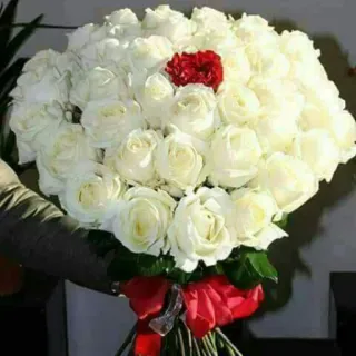 💐 fiori, rose, bouquet, rose bianche, rose rosse, composizione floreale telegram sticker